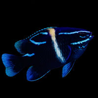 Neon Velvet Damselfish (neoglyphidodon oxyodon)