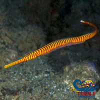 Orange Banded Pipefish (Doryrhamphus Pessuliferus) Fish
