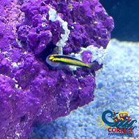 Yellow Line Cleaner Fish Fish