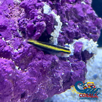 Yellow Line Cleaner Fish Fish