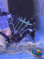 Erectus Seahorse (Aquacultured) Fish