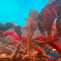 Erectus Seahorse (Aquacultured) Fish