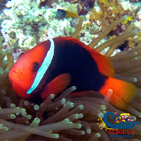 Tomato Clownfish