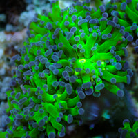 Purple Tipped Branching Frammer - Corals Anonymous