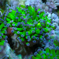 Purple Tipped Branching Frammer - Corals Anonymous