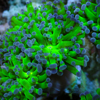 Purple Tipped Branching Frammer - Corals Anonymous