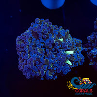 Blue Tip Yellow/Green Mouth Frogspawn Frogspawn