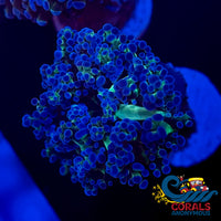 Blue Tip Yellow/Green Mouth Frogspawn Frogspawn