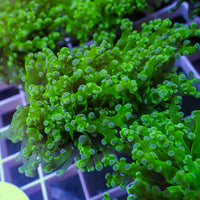 Green Branching Frogspawn 2