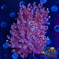 Pink And Blue Tip Frogspawn Frogspawn