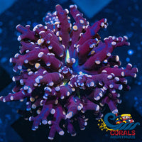 Pink And Blue Tip Frogspawn Frogspawn
