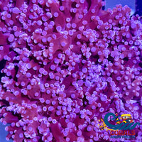 Purple Frogspawn Frogspawn