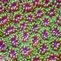 Purple Mouth Green Galaxea Coral (1” Frags) - Corals Anonymous