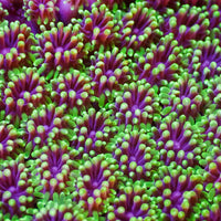 Purple Mouth Green Galaxea Coral (1” Frags) - Corals Anonymous