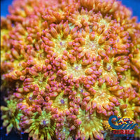Aussie Glitter Sunburst Goniopora (0.5-1 Frag) Goniopora