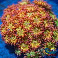 Sunburst Goniopora (0.5-1 Frag) Goniopora