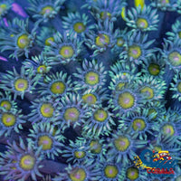 Baby Blue Yellow Eye Goniopora (1 Frag) Goniopora