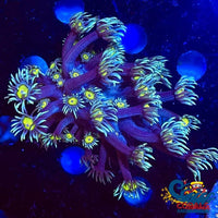 Baby Blue Yellow Eye Goniopora (1 Frag) Goniopora