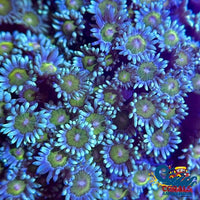 Baby Blue Yellow Eye Goniopora (1 Frag) Goniopora