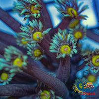 Baby Blue Yellow Eye Goniopora (1 Frag) Goniopora