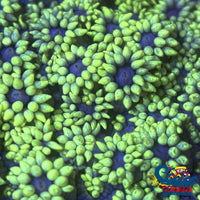 Blue Eyed Goniopora (1 Frag) Goniopora