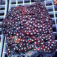Crimson Night Goniopora 0.5-1" Frag 2