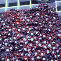 Crimson Night Goniopora 0.5-1” Frag