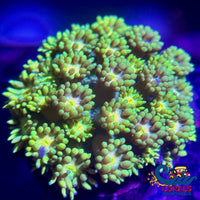 Electric Yellow Goniopora (0.5-1 Frag) Goniopora