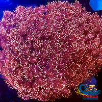 Inferno Goniopora (0.5-1 Frag) Goniopora