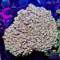 Peachy Pastel Goniopora (0.5-1 Frag) Goniopora