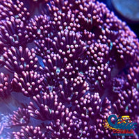 Pearl Pink Goniopora (1 Frag) Goniopora