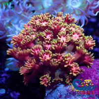 Pink Fascination Goniopora (0.5-1 Frag) Goniopora