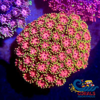 Pink Fascination Goniopora (0.5-1) Goniopora