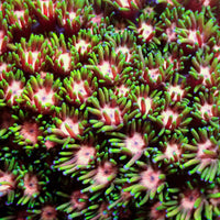 Pink Midori Goniopora (0.5-1” Frag) - Corals Anonymous