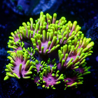 Pink Midori Goniopora (0.5-1” Frag) - Corals Anonymous