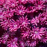 Pink Rose Sakura Goniopora (0.5-1” Frag) - Corals Anonymous