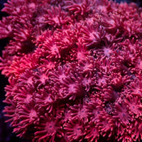 Pink Rose Sakura Goniopora (0.5-1” Frag) - Corals Anonymous
