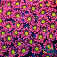 Pixie Dream Goniopora (0.5-1) Goniopora