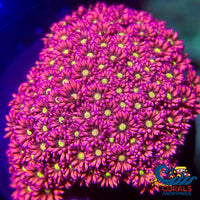 Pixie Dream Goniopora (0.5-1) Goniopora