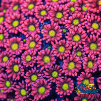 Pixie Dream Goniopora (0.5-1) Goniopora