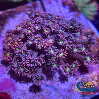 Pixie Dreamcast Goniopora (0.5 Frag) Goniopora