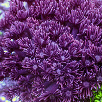 Purple Goniopora (0.5-1” Frag) - Corals Anonymous