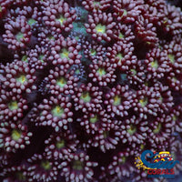 Raspberry Yellow Bliss Branching Goniopora (0.5-1 Frag) Goniopora