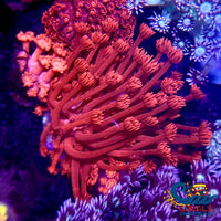 Ruby Red Goniopora (1 Frag) Goniopora