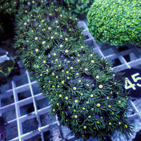 Starry Splash Goniopora (0.5-1” Frag) - Corals Anonymous