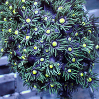 Starry Splash Goniopora (0.5-1” Frag) - Corals Anonymous