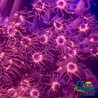 Superman Red Blue Goniopora (1 Frag) Goniopora