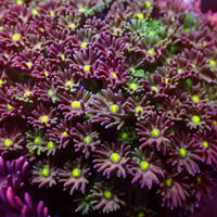 Watermelon Micro Goniopora (0.5-1” Frag) - Corals Anonymous