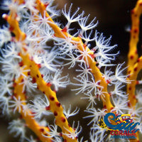 Yellow Sea Finger Gorgonian Gorgonian