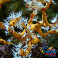 Yellow Sea Finger Gorgonian Gorgonian